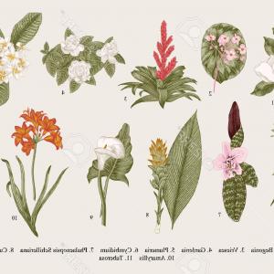 300x300 Photostock Vector Exotic Flowers Set Botanical Vector Vintage