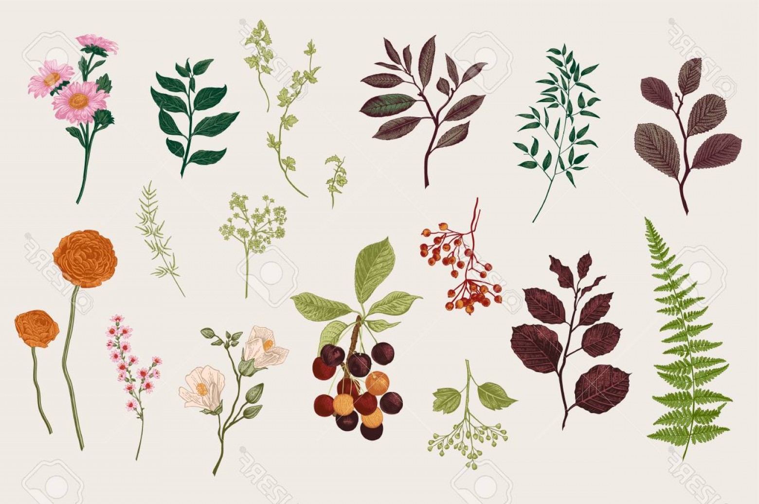 1560x1036 Photostock Vector Leaves Flowers And Berries Set Botanical Vector