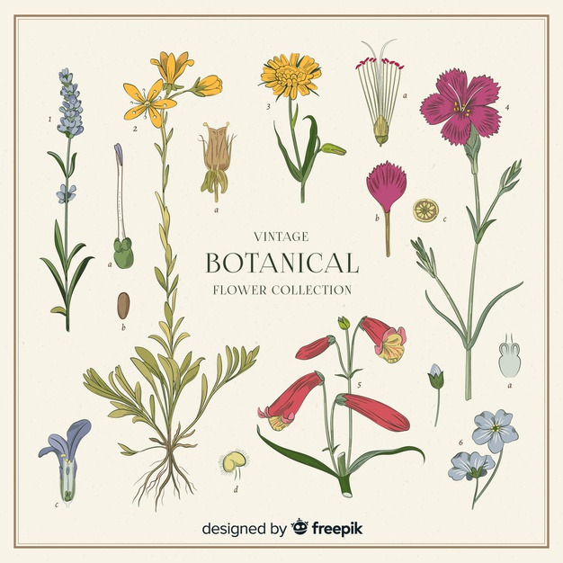 626x626 Vintage Botanical Flower Collection Vector Free Download
