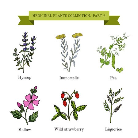 450x450 Vintage Collection Of Hand Drawn Medical Herbs And Plants