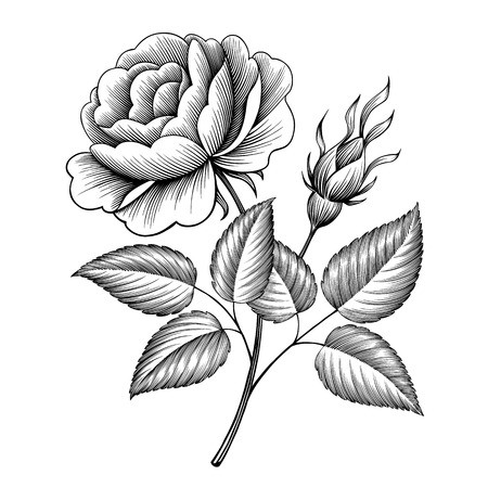 450x450 Vintage Rose Flower Engraving Calligraphic Victorian Style Tattoo