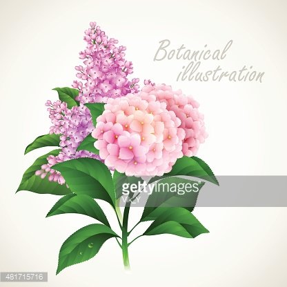 416x416 Botanical Vector Vintage Floral Card Premium Clipart