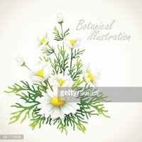 200x200 Botanical Vector Vintage Floral Card Stok
