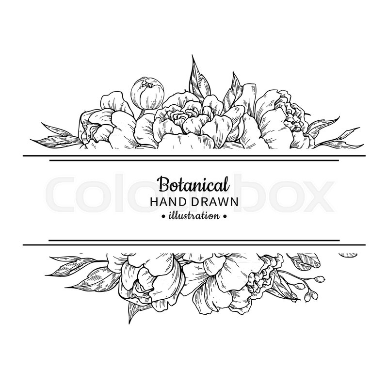 800x800 Flower Vintage Border Vector Peony Stock Vector Colourbox