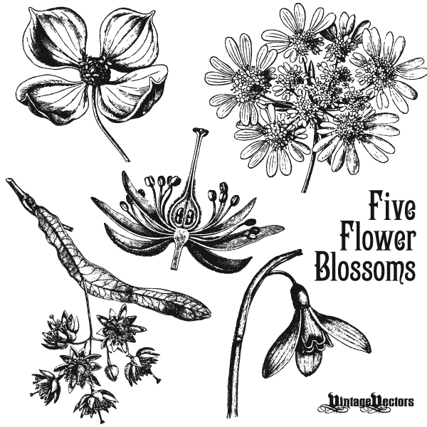 600x600 Vector Art Antique Flower Blossom Illustrations Vintage Vectors