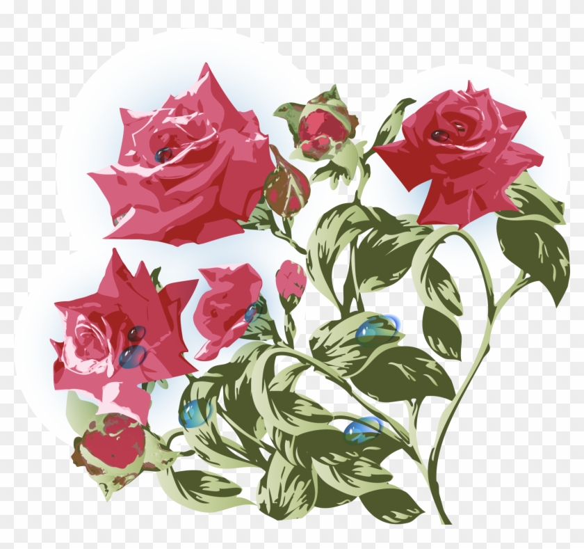 Garden Roses Beach Rose Centifolia Roses Flower 840x789 Garden Roses Beach Rose Centifolia Roses Flower