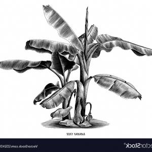 300x300 Banana Tree Vintage Hand Draw Engraving Clip Art Vector Catchsplace