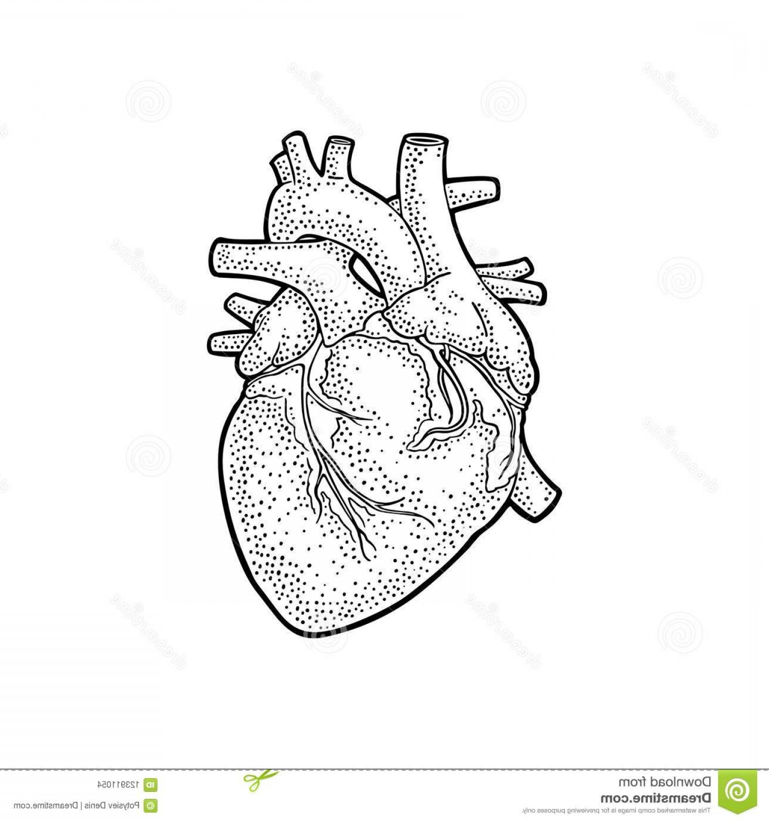 1560x1668 Human Anatomy Heart Vector Black Vintage Engraving Illustration