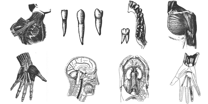 Vintage Engraving Illustrations, Files, Commercial Use 800x400 Vintage Engraving Illustrations, Files, Commercial Use