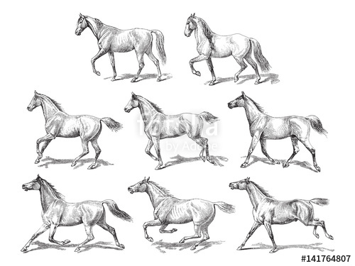 Horse Collection Vintage Illustration Stock Image And Royalty 500x375 Horse Collection Vintage Illustration Stock Image And Royalty
