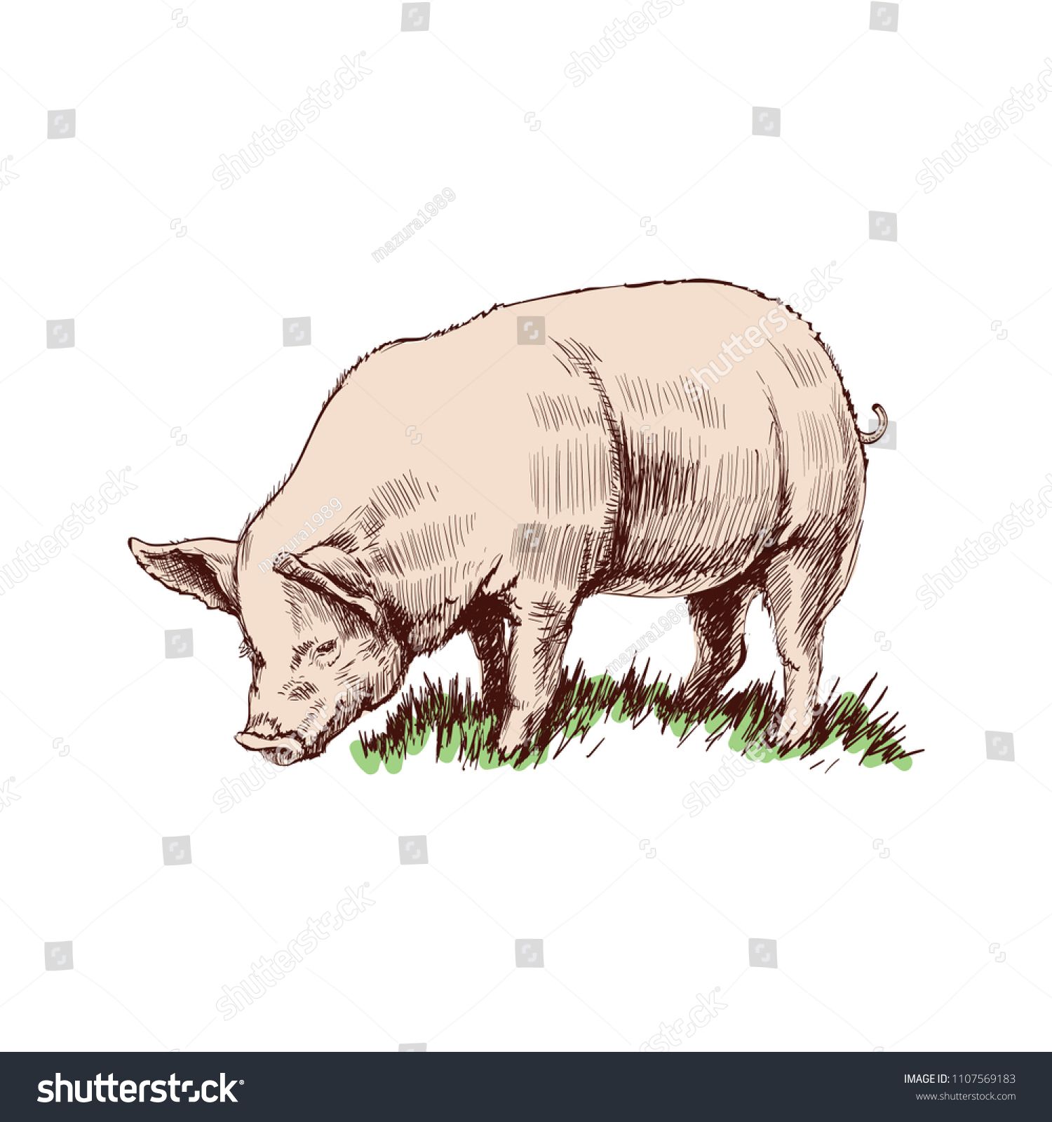 1500x1600 Hand Drawn Sketch Pig Vector Illustrationsketch Drawn Hand