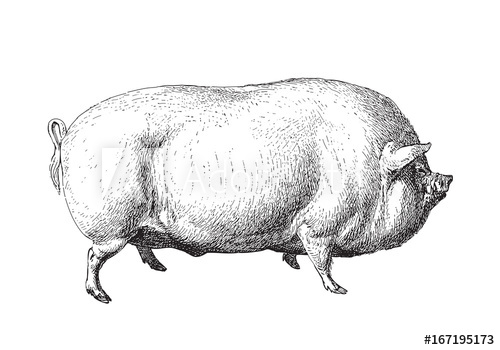 500x350 Large White Pig Or English Large White