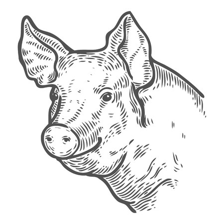450x450 Pig Head Hand Drawn Sketch In A Graphic Style Vintage Vector