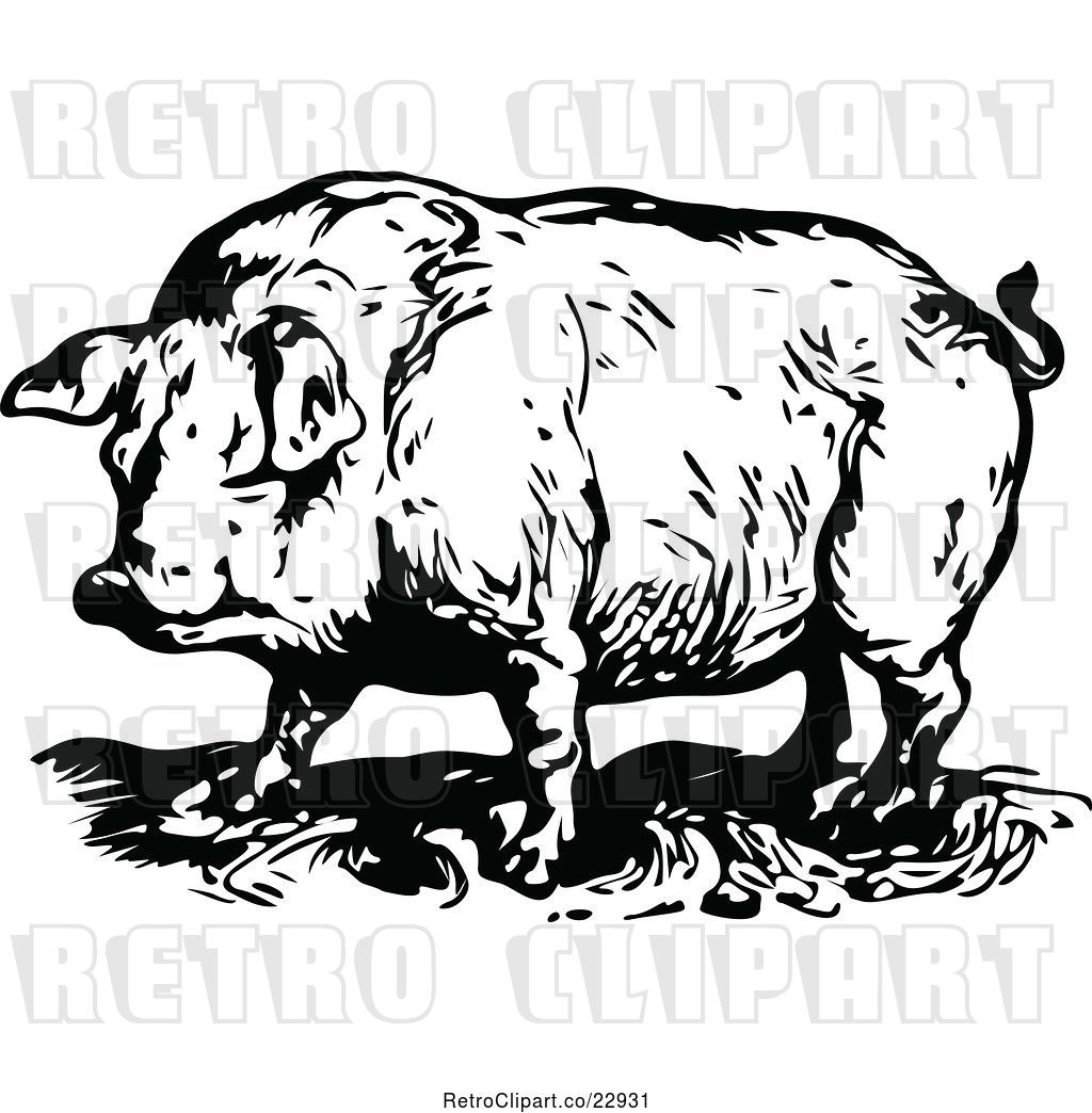 1024x1044 Vector Clip Art Of Retro Chubby Pig