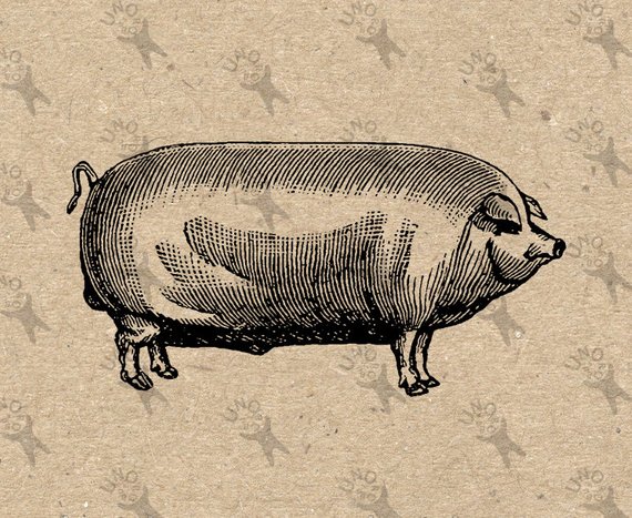 570x467 Vintage Hog Pig Instant Download Picture Digital Printable Retro