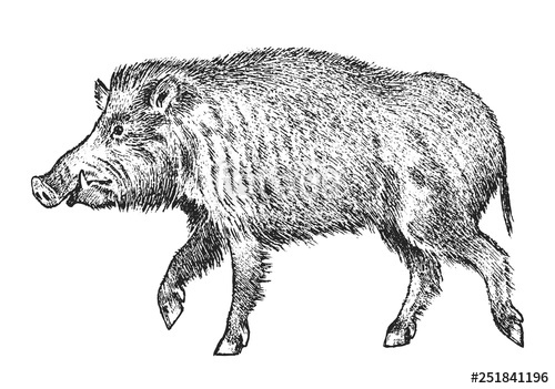 500x351 Wild Boar, Pig Or Swine, Forest Animal Symbol Of The North