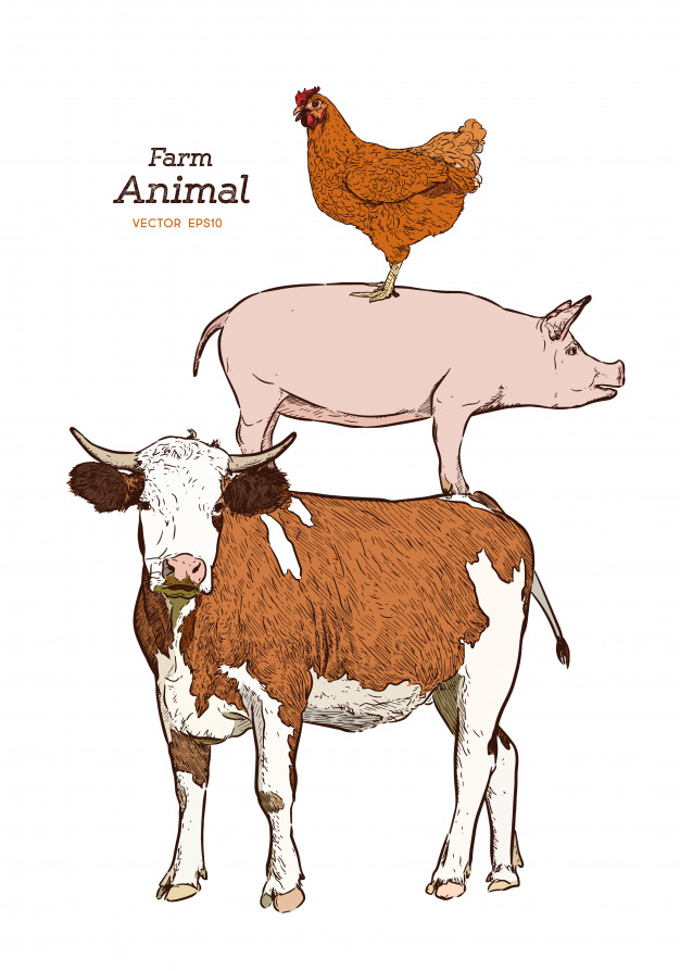 626x894 Farm Animals Isolated Vintage Vector Set Cow, Pig And Chicken