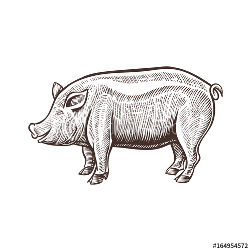 500x500 Farm Pig Animal Sketch, Isolated Pork On The White Background