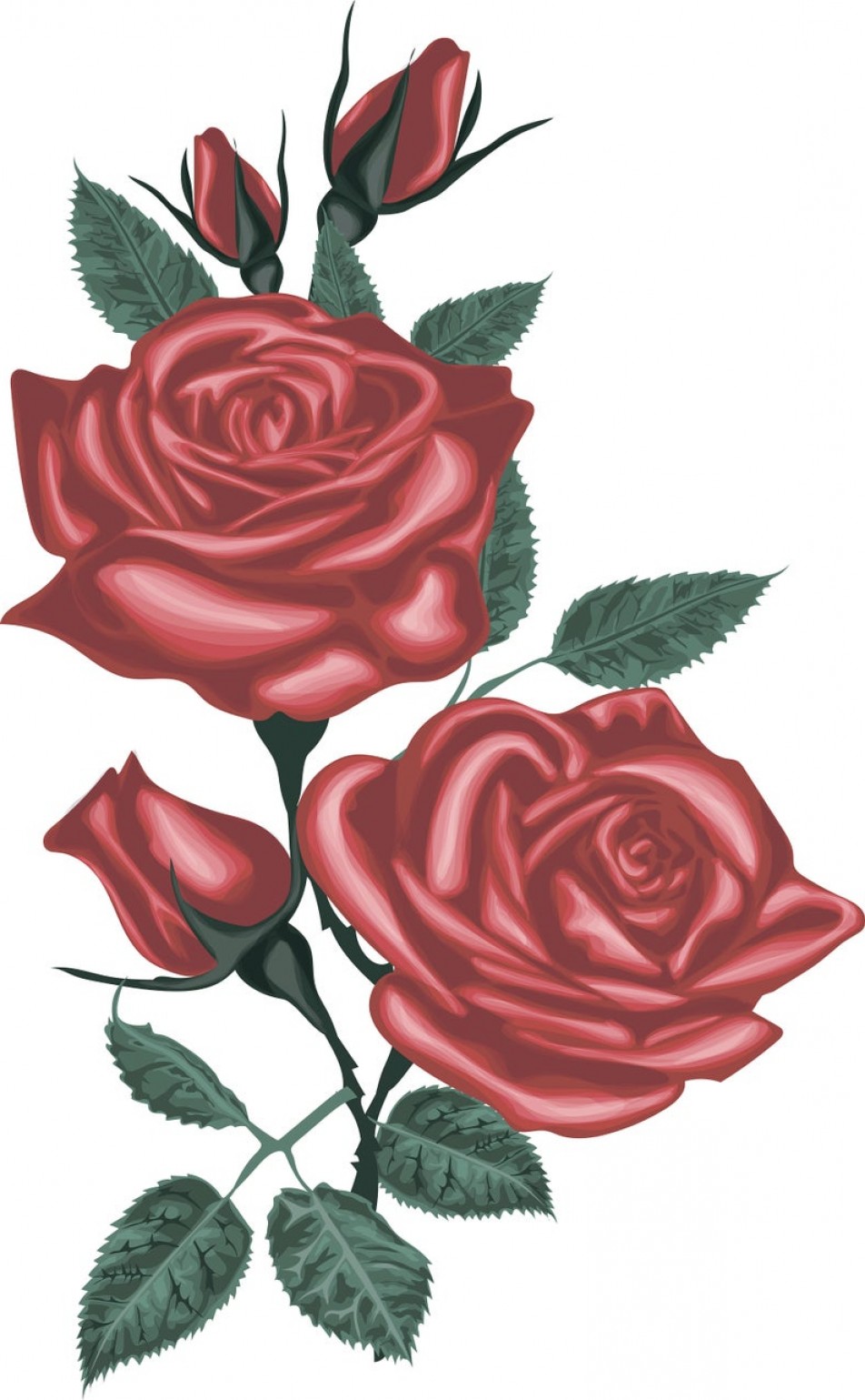 952x1539 Red Rose Vector Vector Red Roses Digital Cqrecords