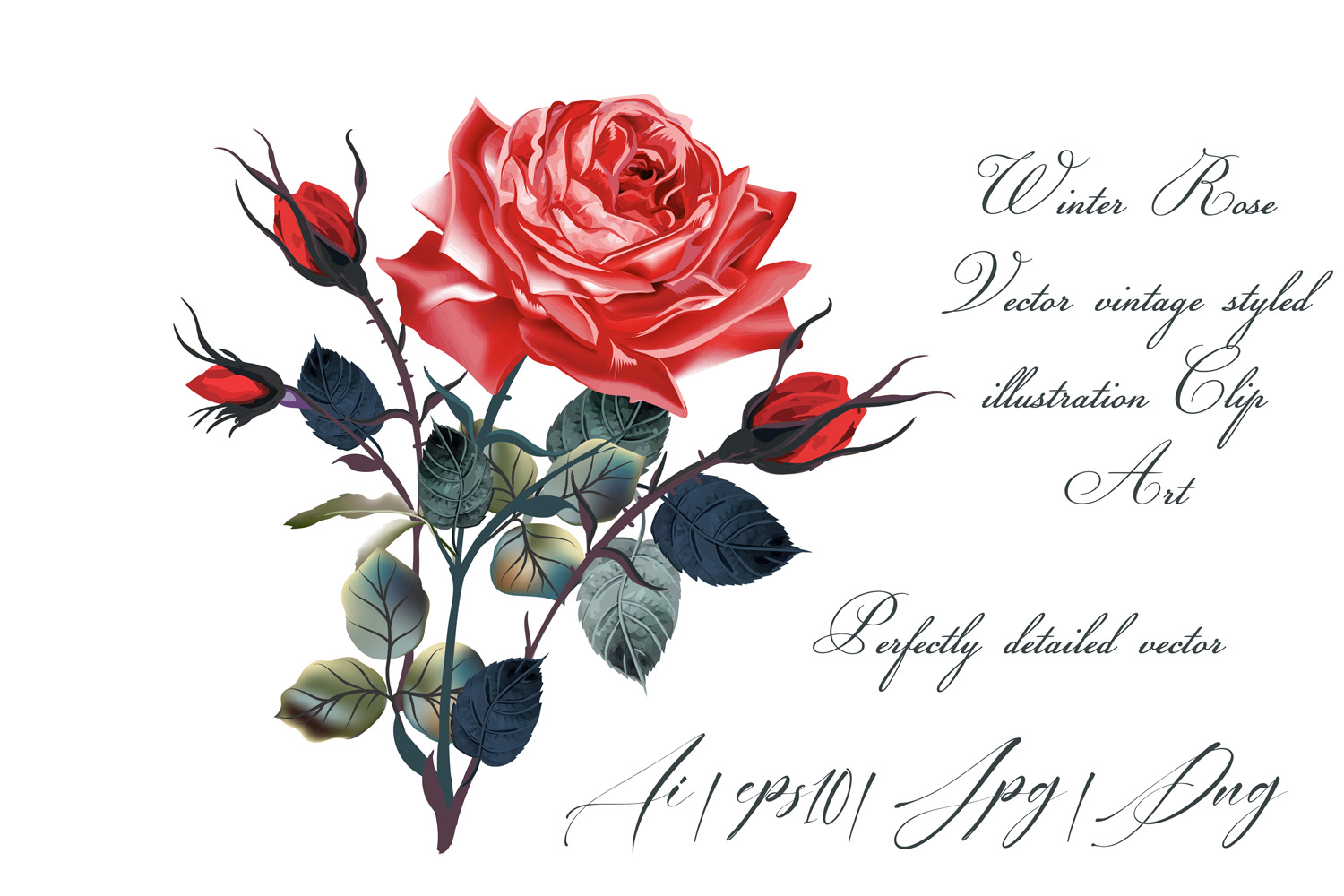 1500x1000 Red Rose Vector Vintage Illustration