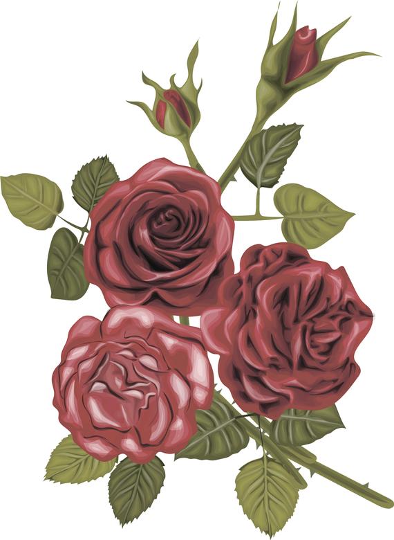 Download Vintage Rose Vector at Vectorified.com | Collection of ...