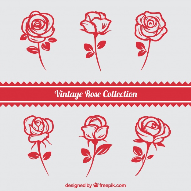 626x626 Rose Vectors, Photos And Free Download
