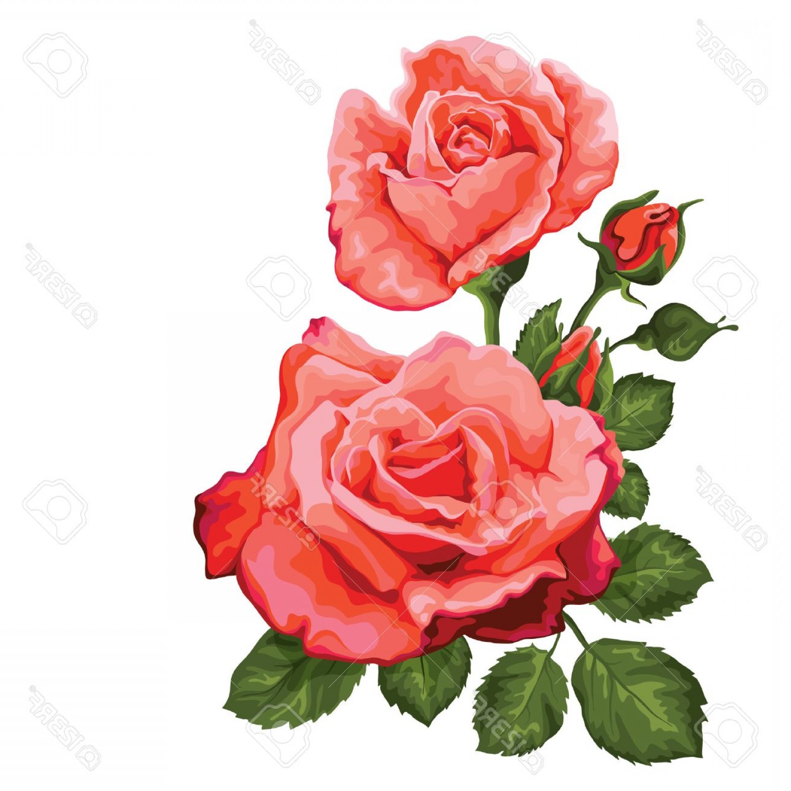 1560x1560 Vintage Roses Vector Cqrecords