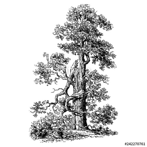 500x500 Oak Tree Vintage Illustrations Stock Image And Royalty Free