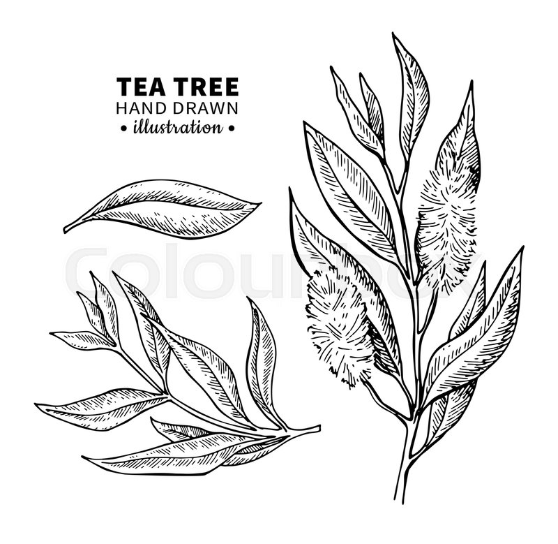 800x779 Tea Tree Vector Drawing Isolated Stock Vector Colourbox