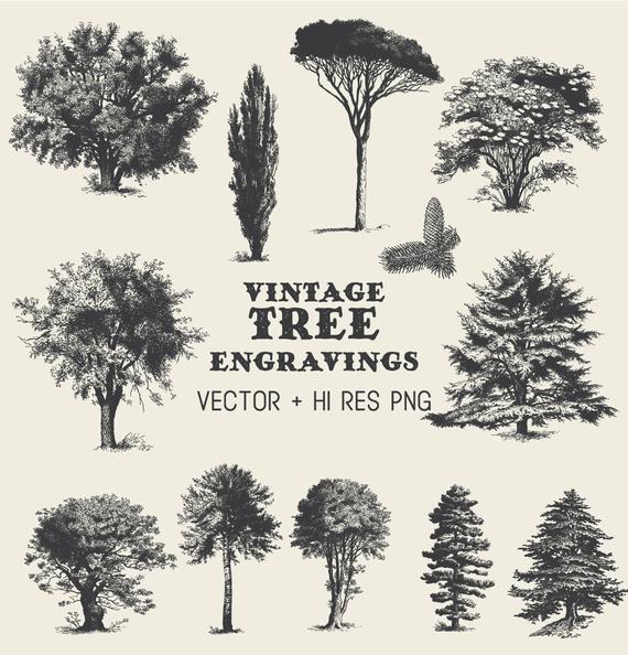 570x594 Tree Clipart Vector Pack Vintage Hand Drawn Tree Engraving Etsy