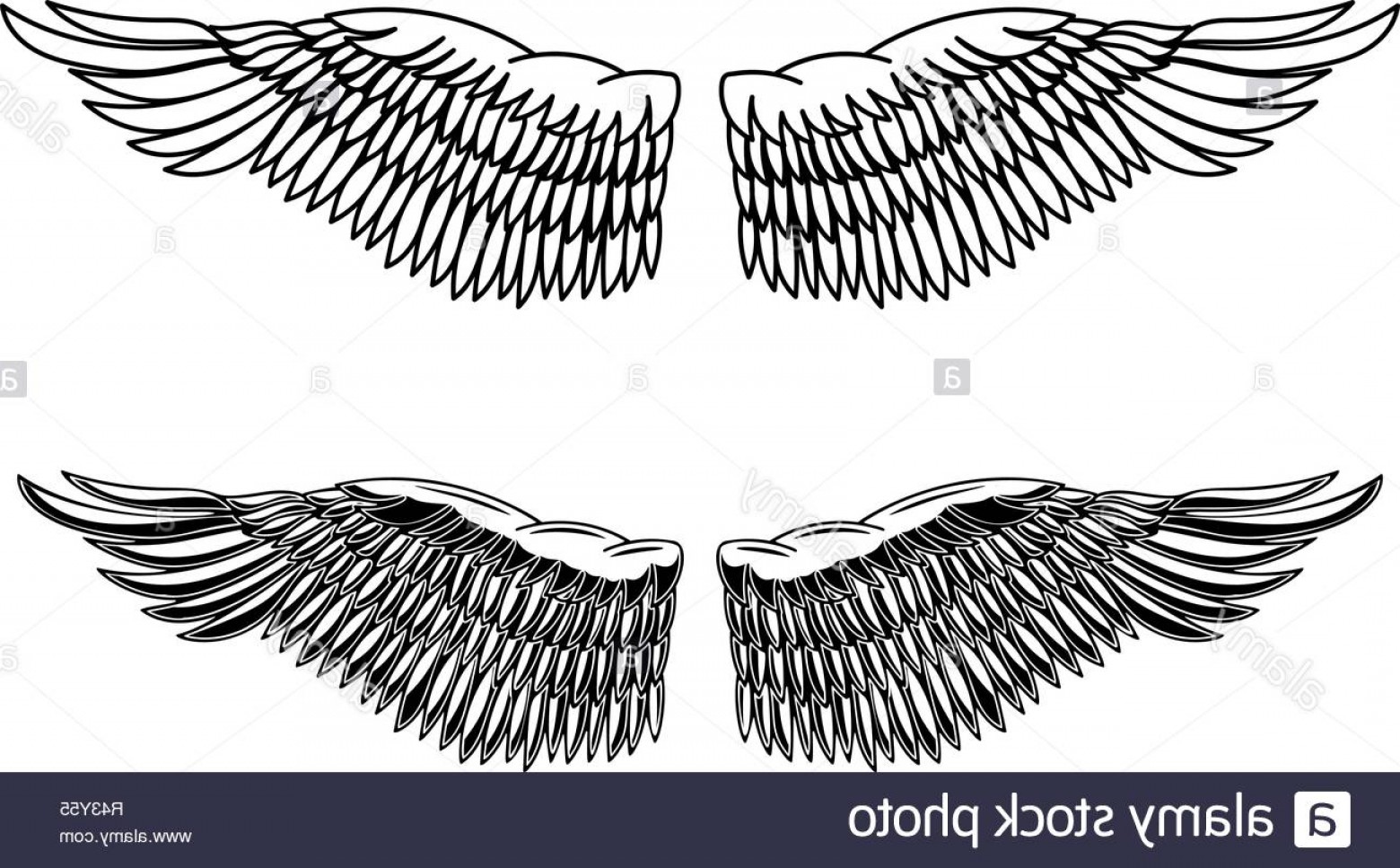 1560x967 Eagle Wings Vector Art Catchsplace
