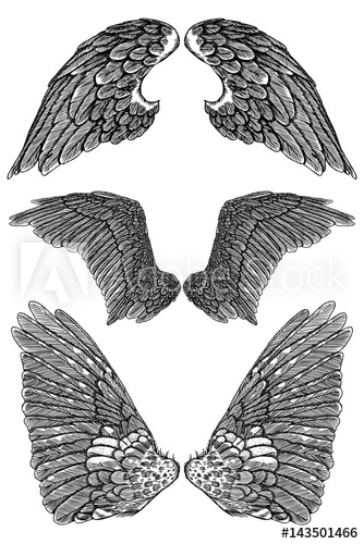334x500 Hand Drawn Vintage Wings Set Sketch Collection Vector