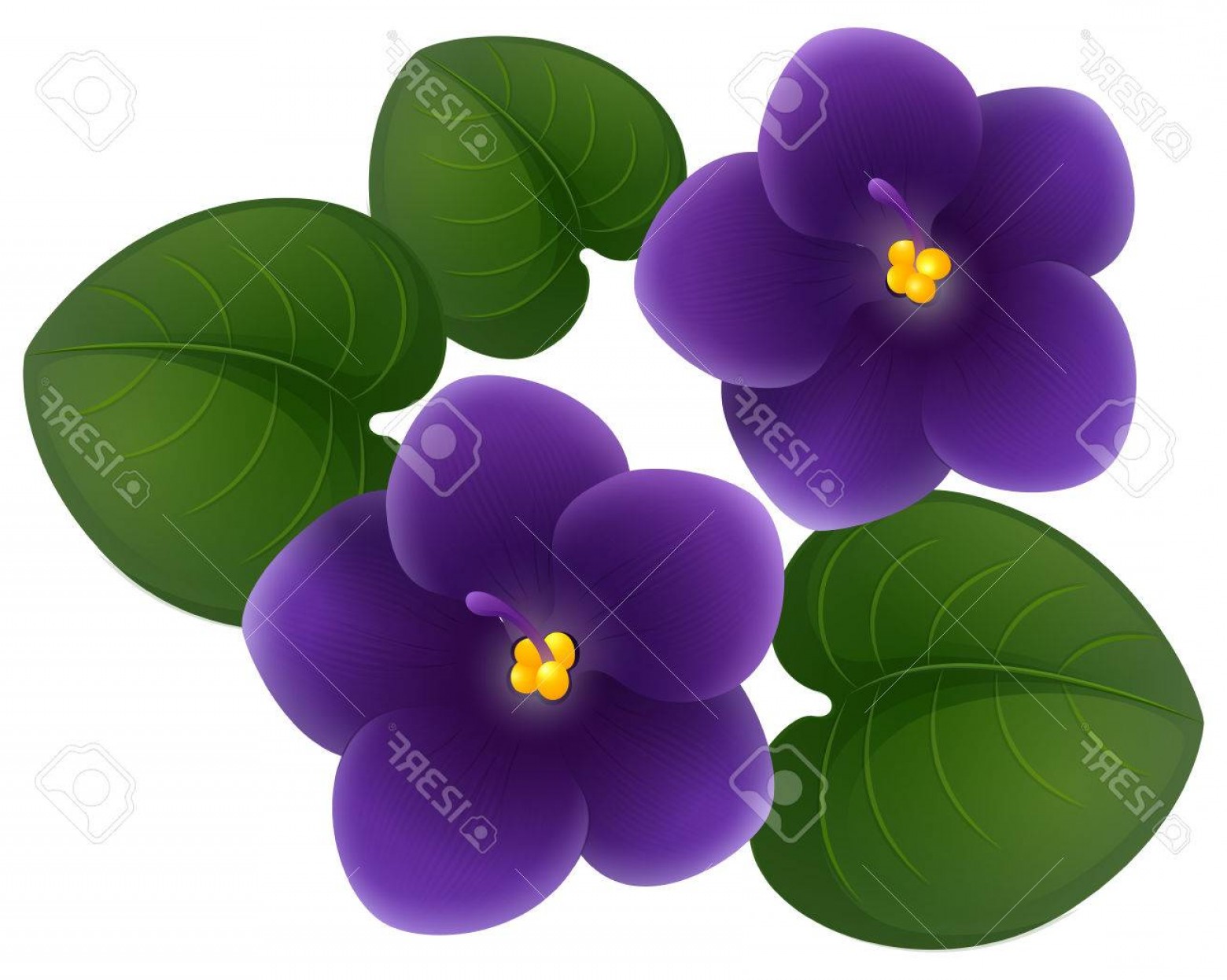 1560x1246 Photostock Vector African Violet Flowers And Green Leaves