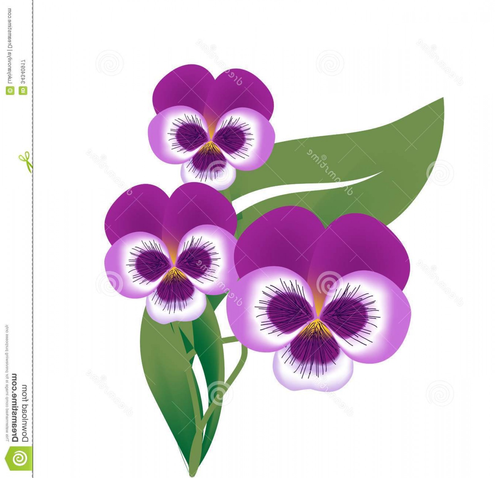 1616x1560 Royalty Free Stock Photography Blossom Violet Flower Vector