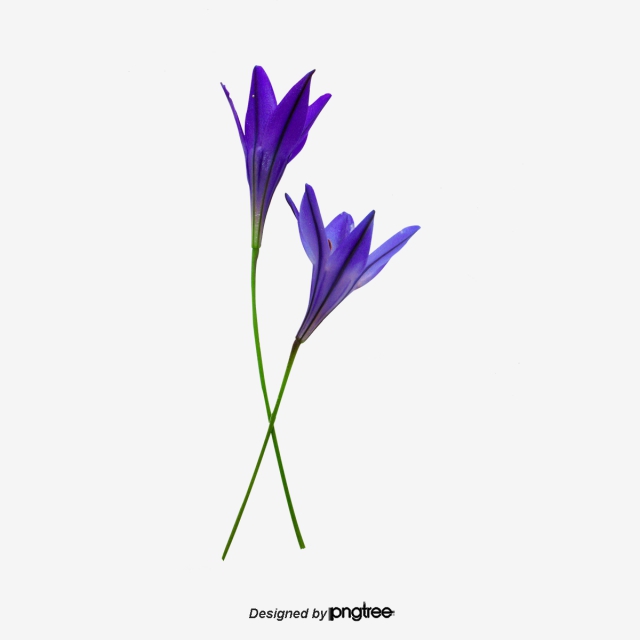 640x640 Violet Flower Png, Vector, And Clipart With Transparent