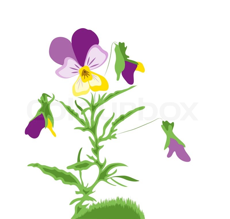800x762 Violet Flower Vector Stock Vector Colourbox