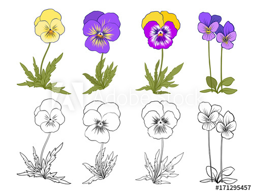 500x379 Violet Flowers Set Of Colored And Outline Flowers Stock Line