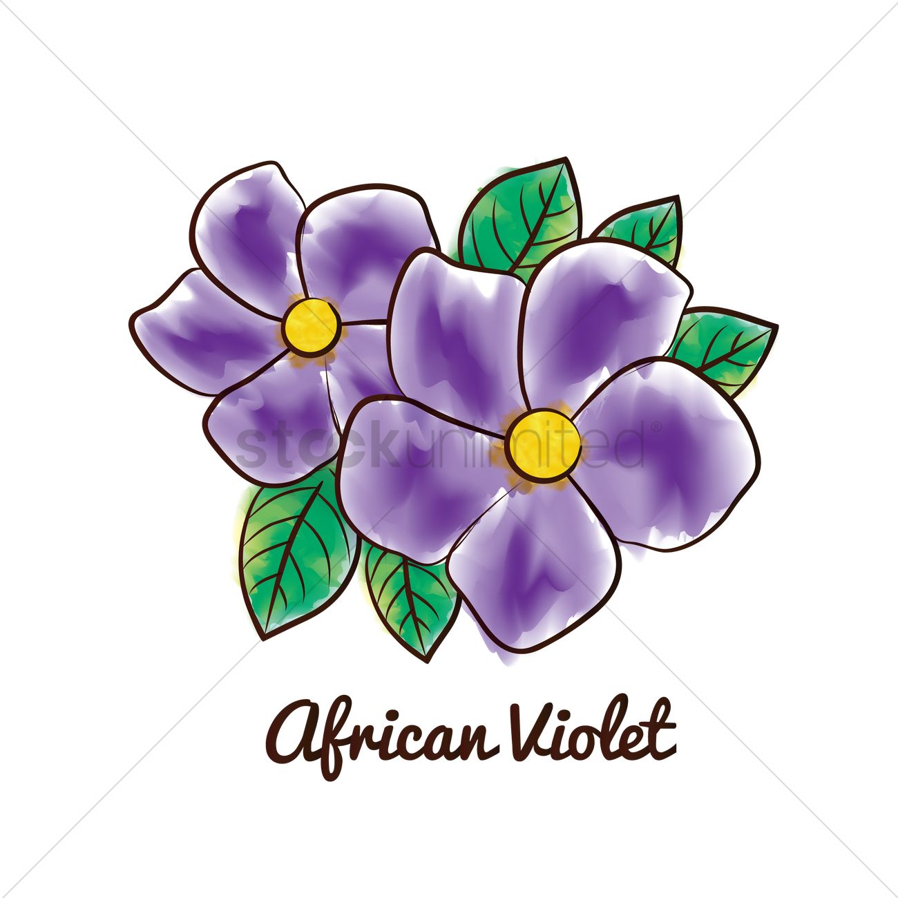 1300x1300 African Violet Flower Vector Image