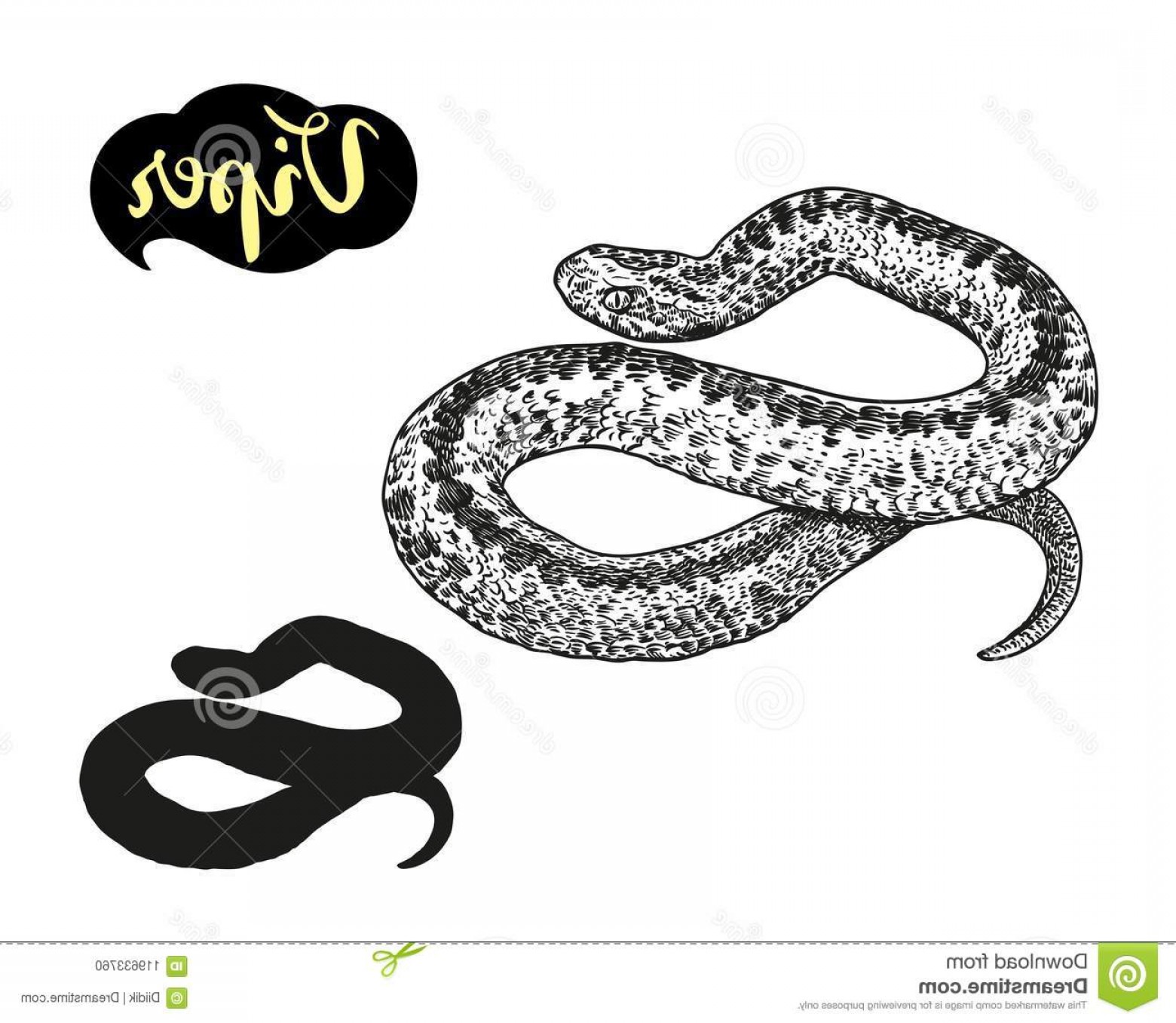 1560x1356 Viper Vector Hand Draw Illustration Isolated White Background Wild