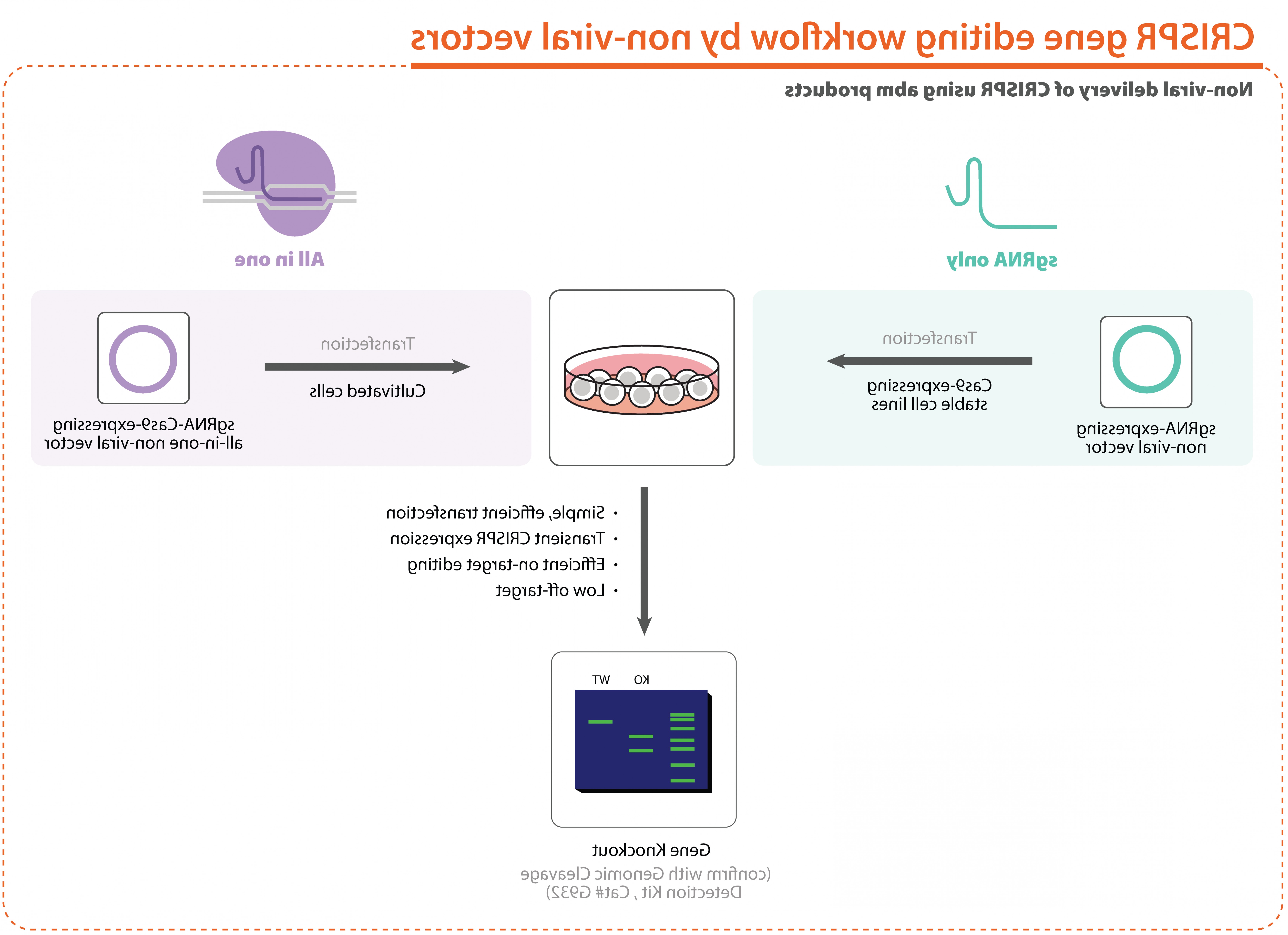 6973x5062 Non Viral Vectors Savoyuptown