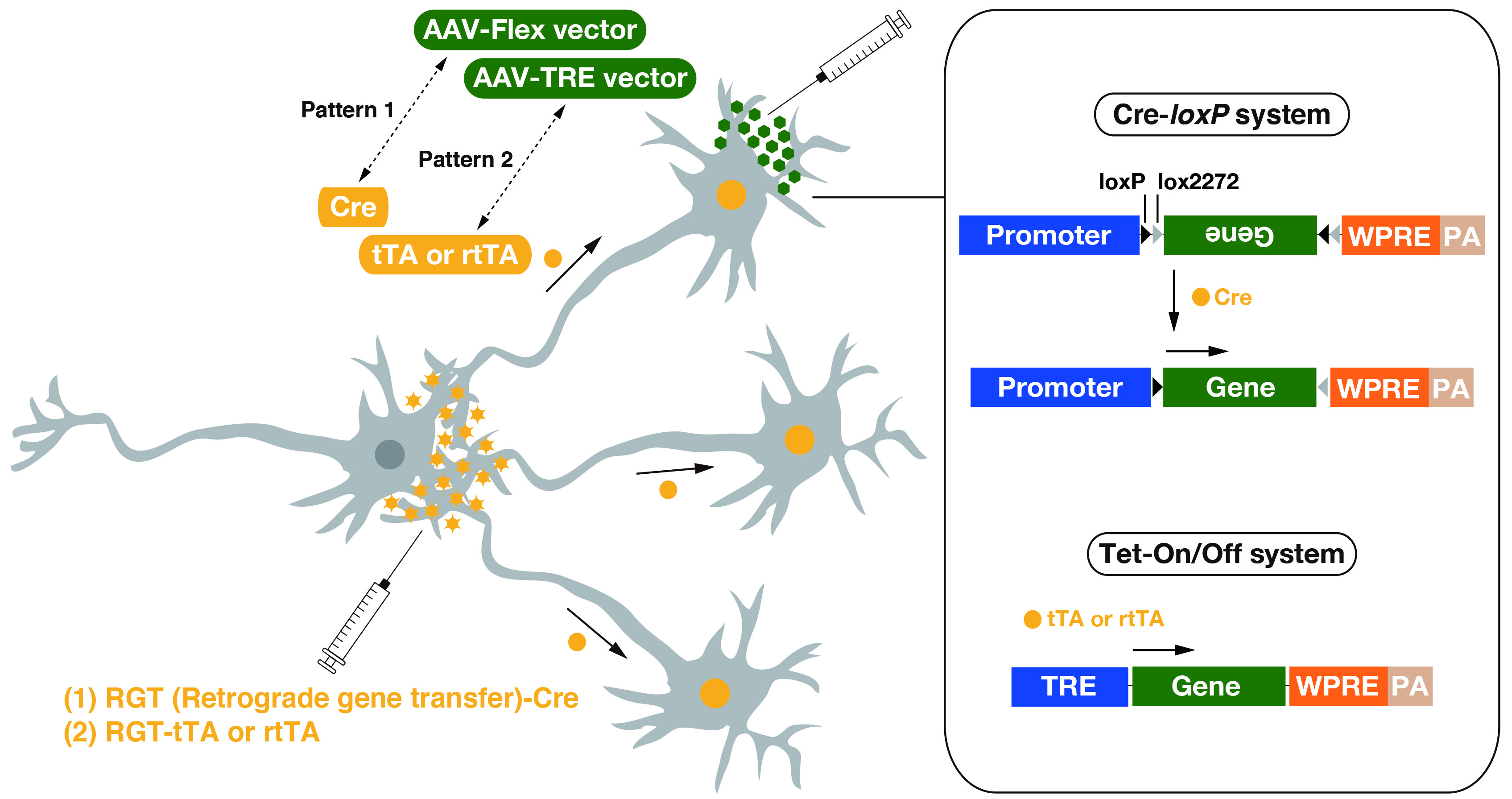 3390x1791 Section Of Viral Vector Development