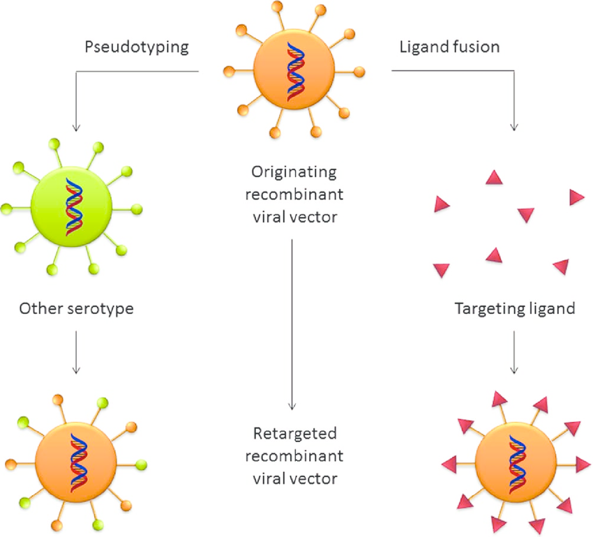 Viral. Viral vector.