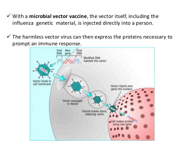 638x479 Viral Vectors In Virology