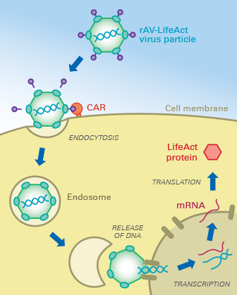 336x419 Ibidi Service Viral Vectors Thistle Scientific