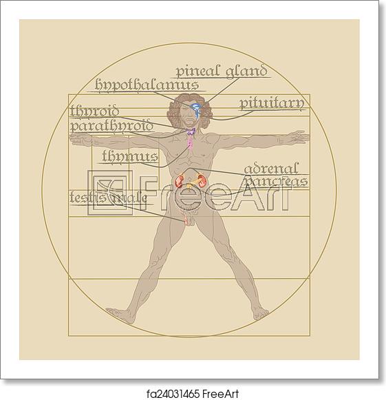 561x581 Free Art Print Of Endocrine System On The Vitruvian Man Vector