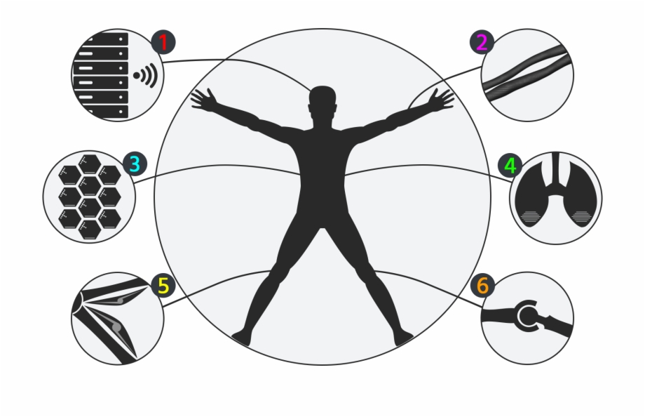 920x594 Sharpie's Body Structure