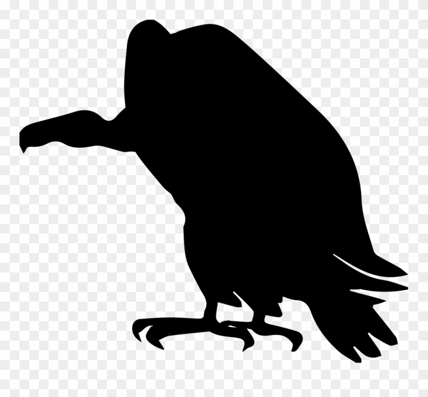 880x816 Vulture Bird Shape Comments