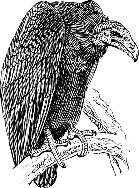 445x600 Vulture Free Vector In Open Office Drawing