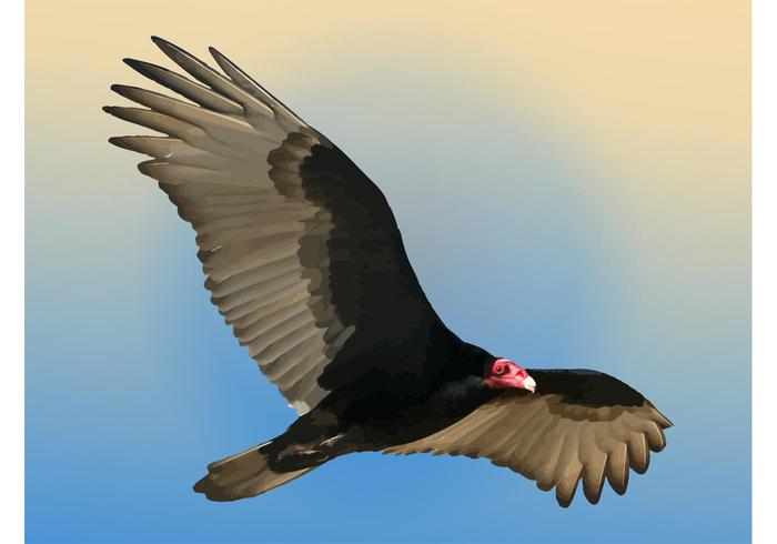 700x490 Vulture Vector Stock Images
