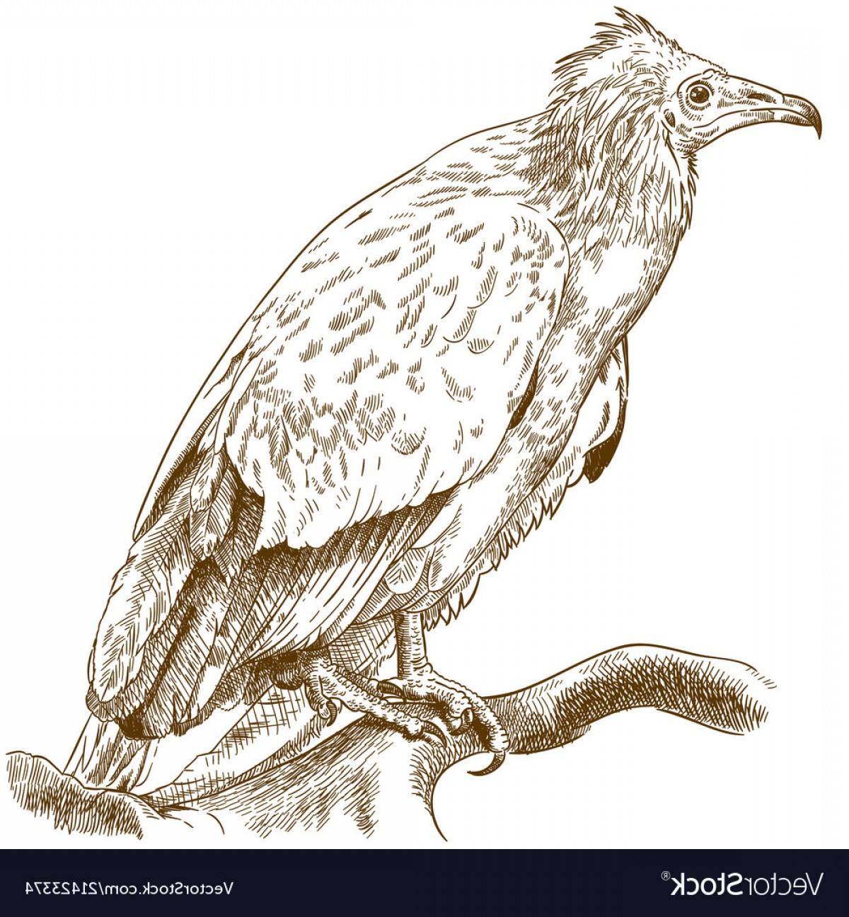 1200x1296 Engraving Of Egyptian Vulture Vector Boozeworthy